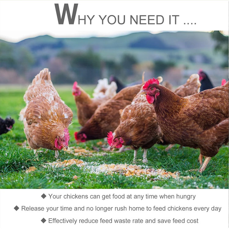 How to Pick the Best Chicken Feeders and Waterers
