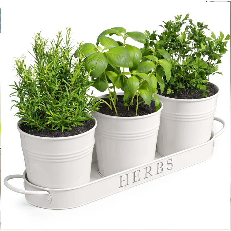 Galvanized Metal Succulent Potted Plant Herb Pot Planter Set with Tray Herb Plant